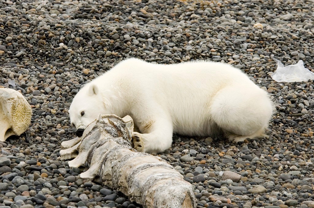 2507 Polar bEar06.jpg - Polar Bear (Thalarctos maritimus) Isbjørn, Spitsbergen Norway July 2008